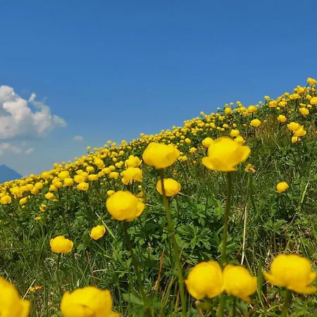 Gartenwohnung Ritter