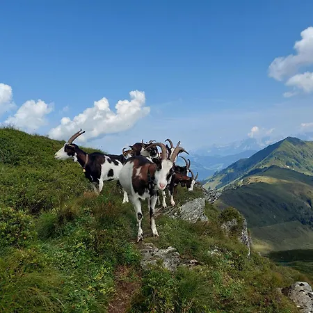 Gartenwohnung Ritter Lägenhet